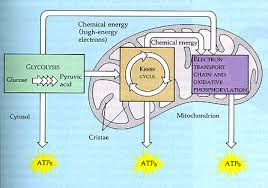 cellular respiration 